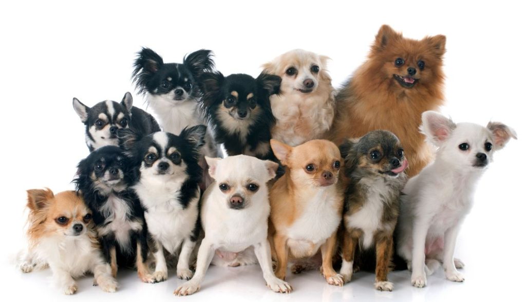 Chihuahuas